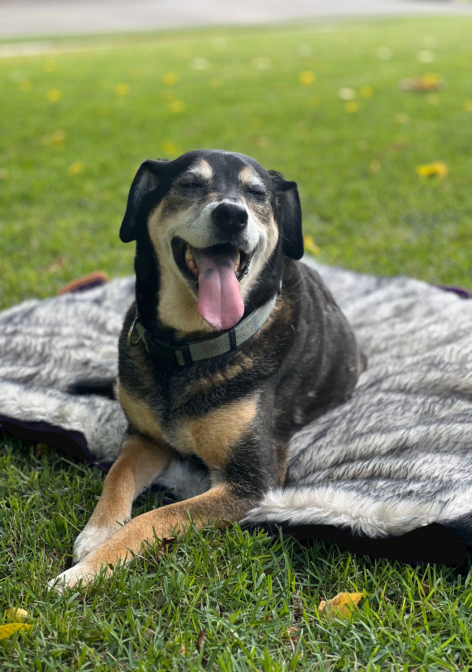 Bed for German Shepard