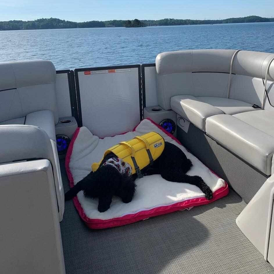 Boat dog