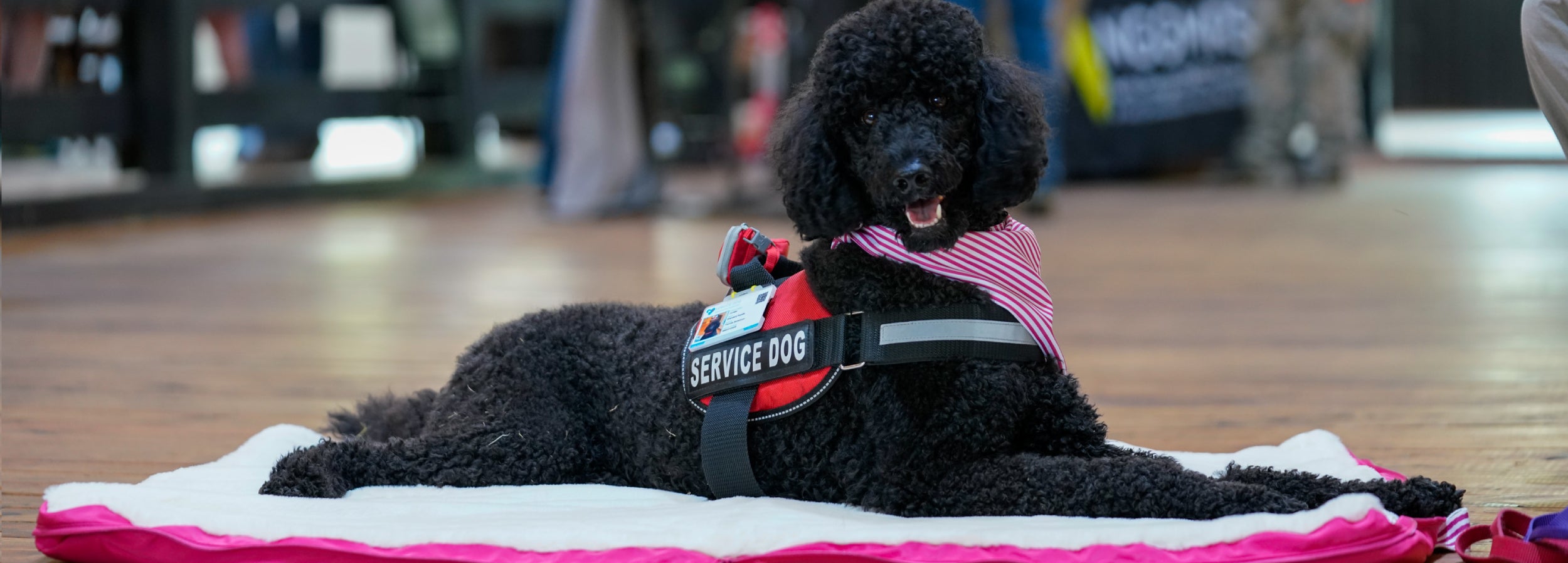 Service dog Juneaux with Blu & Roux Penny Travel Bed