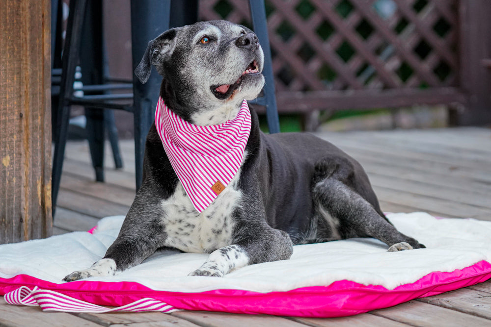 Pet Beds for Outdoor Dining