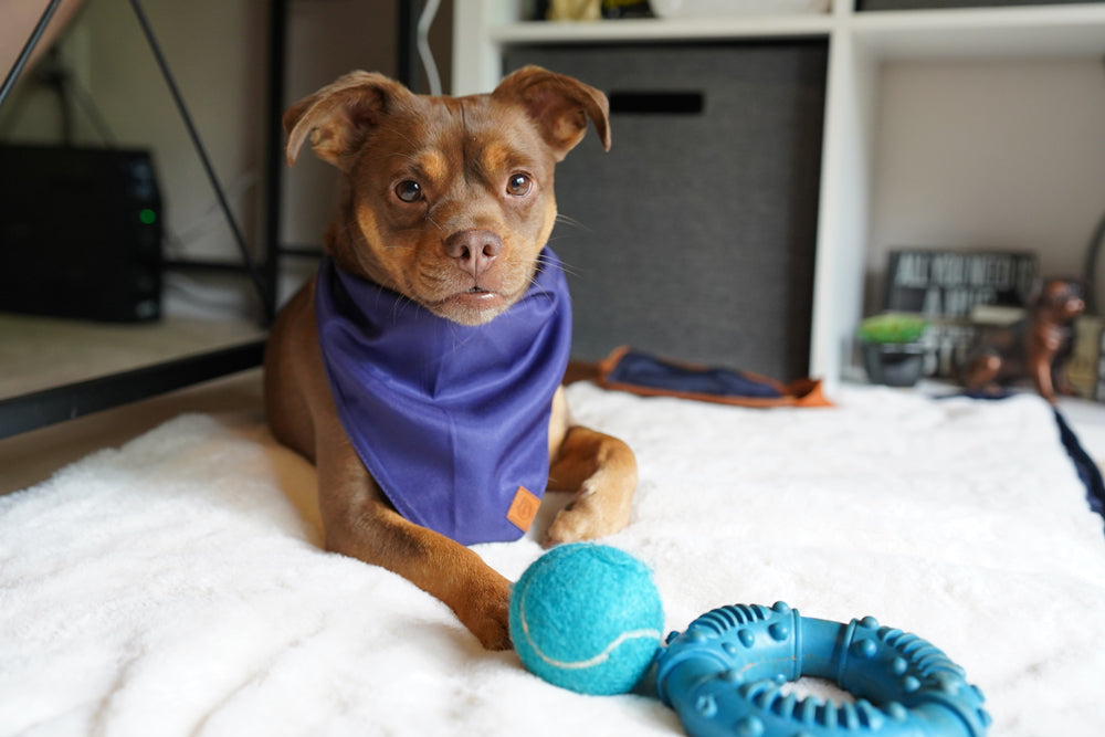 Pet Beds for Offices